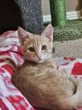 Edam -  Domestic Short Hair Cat for Adoption in Tucson, Arizona - Edam | PetCurious