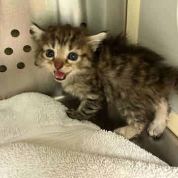 Toad -  Domestic Short Hair Cat for Adoption in Norman, Oklahoma - Toad | PetCurious