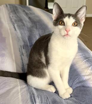 Rescue Domestic Short Hair Cats for Adoption in Dover, Delaware - Oscar | PetCurious