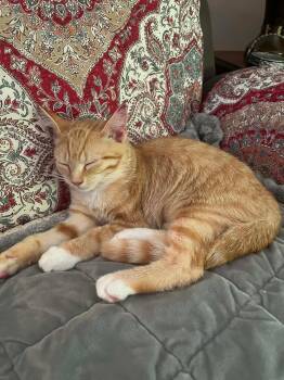 Ivy -  Domestic Short Hair Cat for Adoption in Salt Point, New York - Ivy | PetCurious