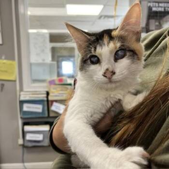 Shirley/Laverne - Blind Bonded Pair -  Domestic Medium Hair and Domestic Short Hair Cat for Adoption in East Brookfield, Massachusetts - Shirley/Laverne - Blind Bonded Pair | PetCurious