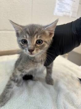 Rescue Domestic Short Hair Cats for Adoption in Port Allen, Louisiana - 59703089 | PetCurious