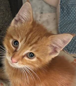 DAPPER -  Domestic Short Hair Cat for Adoption in Elizabethton, Tennessee - DAPPER | PetCurious