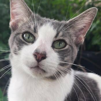 Fog -  Domestic Short Hair Cat for Adoption in Jupiter, Florida - Fog | PetCurious