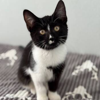 Rescue Domestic Short Hair Cats for Adoption in Asheville, North Carolina - Shelly | PetCurious