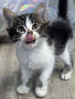 Puffin -  Domestic Short Hair Cat for Adoption in Shreveport, Louisiana - Puffin | PetCurious