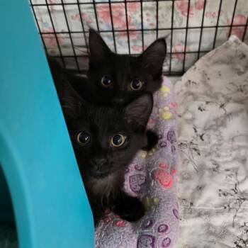 Puff -  Domestic Long Hair Cat for Adoption in Oshkosh, Wisconsin - Puff | PetCurious
