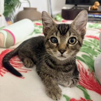 Gizmo -  Domestic Short Hair Cat for Adoption in Ewa Beach, Hawaii - Gizmo | PetCurious