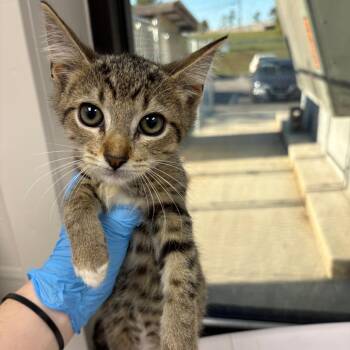 Seth -  Domestic Short Hair Cat for Adoption in Columbiana, Alabama - Seth | PetCurious