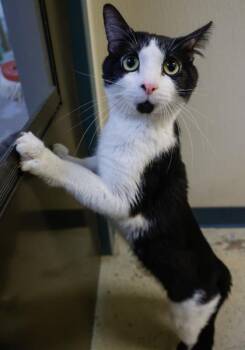 Larry -  Domestic Short Hair Cat for Adoption in Baraboo, Wisconsin - Larry | PetCurious