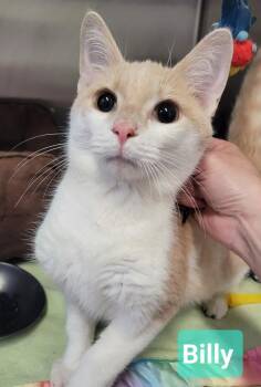 Domestic Short Hair Cats Available for Adoption in Richmond, Indiana - Billy | PetCurious