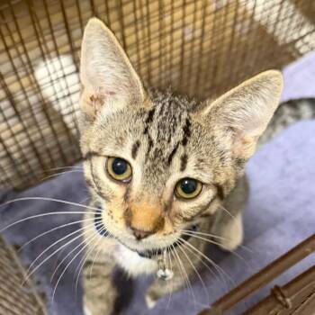 Blue -  Domestic Short Hair Cat for Adoption in Yuma, Arizona - Blue | PetCurious