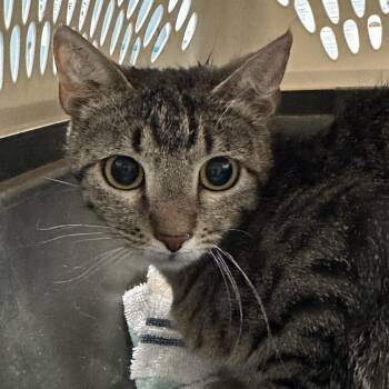Domestic Short Hair Cats Available for Adoption in Greensboro, North Carolina - Ultimate Porker | PetCurious