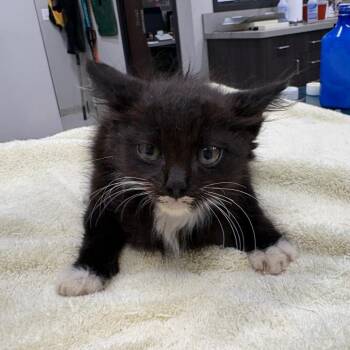 OPAC6937/Ryland -  Domestic Long Hair Cat for Adoption in Oak Park, Illinois - OPAC6937/Ryland | PetCurious