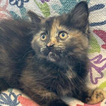 Domestic Medium Hair Cats Available for Adoption in Matteson, Illinois - Tinky Winky | PetCurious