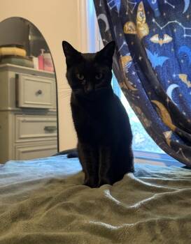 Noira -  Domestic Short Hair Cat for Adoption in Walled Lake, Michigan - Noira | PetCurious