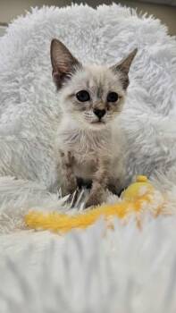 Tempest -  Siamese Cat for Adoption in Defiance, Ohio - Tempest | PetCurious