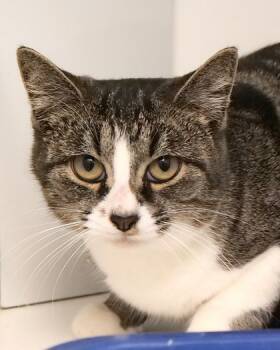 Rescue Domestic Short Hair Cats for Adoption in Fishers, Indiana - Green Bean | PetCurious