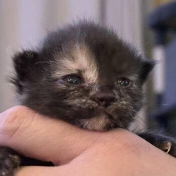 Jade -  Domestic Short Hair Cat for Adoption in Bentonville, Arkansas - Jade | PetCurious