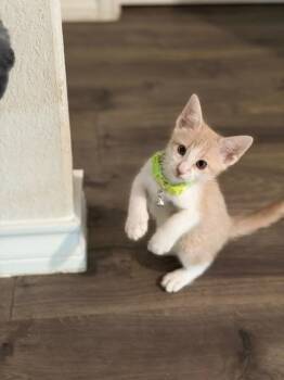 Luca -  Tabby Cat for Adoption in San Antonio, Texas - Luca | PetCurious