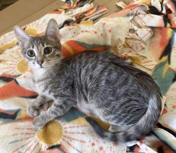 Sara Lee -  Domestic Short Hair Cat for Adoption in Tucson, Arizona - Sara Lee | PetCurious