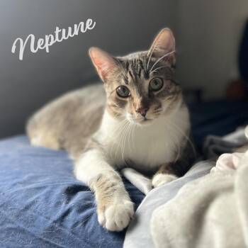 Tabby and Domestic Short Hair Cats Available for Adoption in Houston, Texas - Neptune #bonded-to-Mars | PetCurious