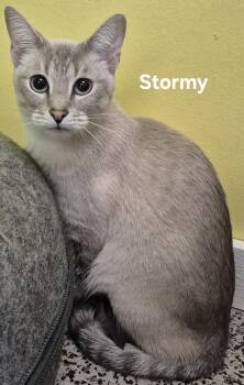 Stormy -  Siamese Cat for Adoption in Kendallville, Indiana - Stormy | PetCurious