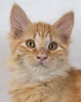 Sir Pounce a Lot -  Domestic Medium Hair and Tabby Cat for Adoption in Kennesaw, Georgia - Sir Pounce A Lot | PetCurious