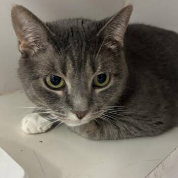Smokey -  Domestic Short Hair Cat for Adoption in Saint Joseph, Missouri - Smokey | PetCurious