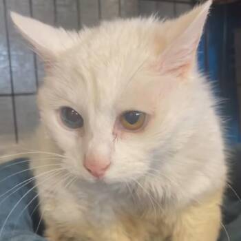Lady Snow -  Domestic Short Hair Cat for Adoption in Webster, Texas - Lady Snow | PetCurious