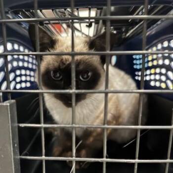Melton -  Siamese and Extra Toes Cat Hemingway Polydactyl Cat for Adoption in Denver, Colorado - Melton | PetCurious