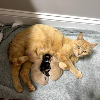 Pamela -  Domestic Short Hair Cat for Adoption in Huntsville, Alabama - Pamela | PetCurious