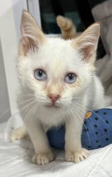 Beethoven -  Siamese Cat for Adoption in Jackson, Georgia - Beethoven | PetCurious