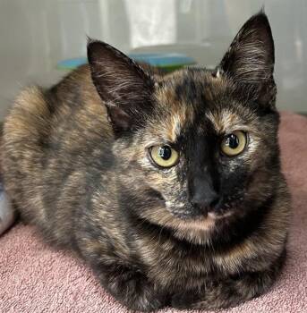 EVELYN* -  Domestic Short Hair Cat for Adoption in Santa Cruz, California - EVELYN* | PetCurious