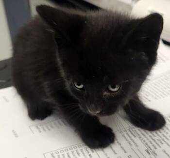 Etcha Sketch -  Domestic Short Hair Cat for Adoption in Roseville, California - Etcha Sketch | PetCurious