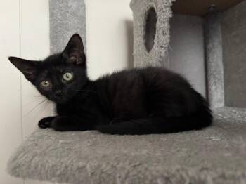 Thistle -  Domestic Short Hair Cat for Adoption in Johnson City, Tennessee - Thistle | PetCurious