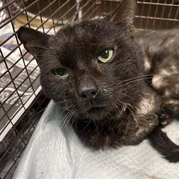 TOMAS -  Domestic Short Hair Cat for Adoption in San Antonio, Texas - TOMAS | PetCurious