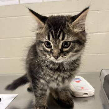 Ghostbusters -  Domestic Medium Hair Cat for Adoption in Evanston, Illinois - Ghostbusters | PetCurious
