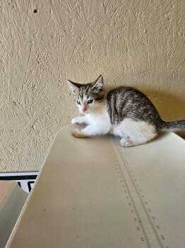 Kraken -  Domestic Short Hair Cat for Adoption in Shelbyville, Tennessee - Kraken | PetCurious