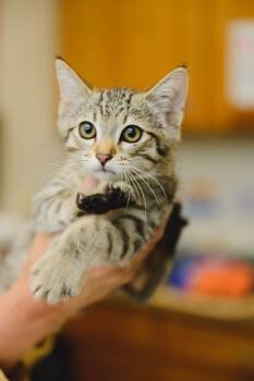 Domestic Short Hair Cats Available for Adoption in Honolulu, Hawaii - Tony | PetCurious