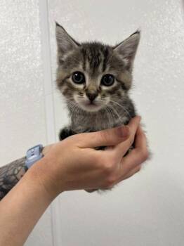 Domestic Short Hair Cats Available for Adoption in Minot, North Dakota - Black Widow | PetCurious