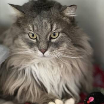 Domestic Long Hair Cats Available for Adoption - Houdini | PetCurious