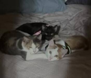 Rescue Domestic Short Hair Cats for Adoption in Manchester, Connecticut - Freddie, Summer And Whitney | PetCurious