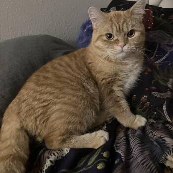 British Shorthair Cats Available for Adoption in Freeport, Florida - Smoosh | PetCurious