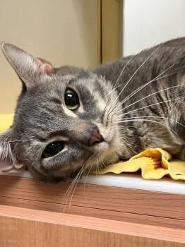 Bobby Joe *Sponsored senior -  Domestic Short Hair Cat for Adoption in Christiansburg, Virginia - Bobby Joe *Sponsored Senior | PetCurious