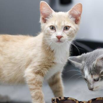 **Cat Cafe** Tito -  Domestic Short Hair Cat Available for Adoption in Topeka, Kansas - **Cat Cafe** Tito | PetCurious