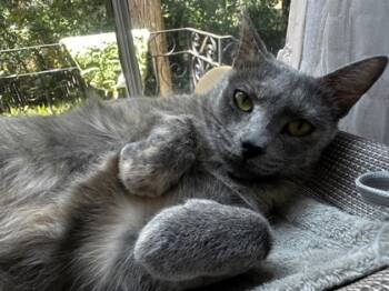 Rescue Domestic Short Hair Cats for Adoption in New Orleans, Louisiana - Oolong IN FOSTER | PetCurious