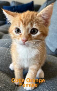 Domestic Short Hair Cats Available for Adoption in Darien, Georgia - Cutie | PetCurious