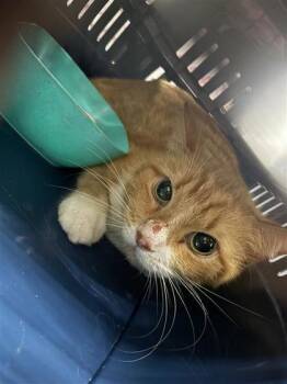 Rouky -  Domestic Short Hair Cat for Adoption in Montreal, Quebec - Rouky | PetCurious