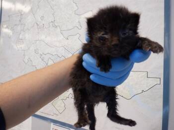 Domestic Short Hair Cats Available for Adoption in San Jose, California - A1403748 | PetCurious